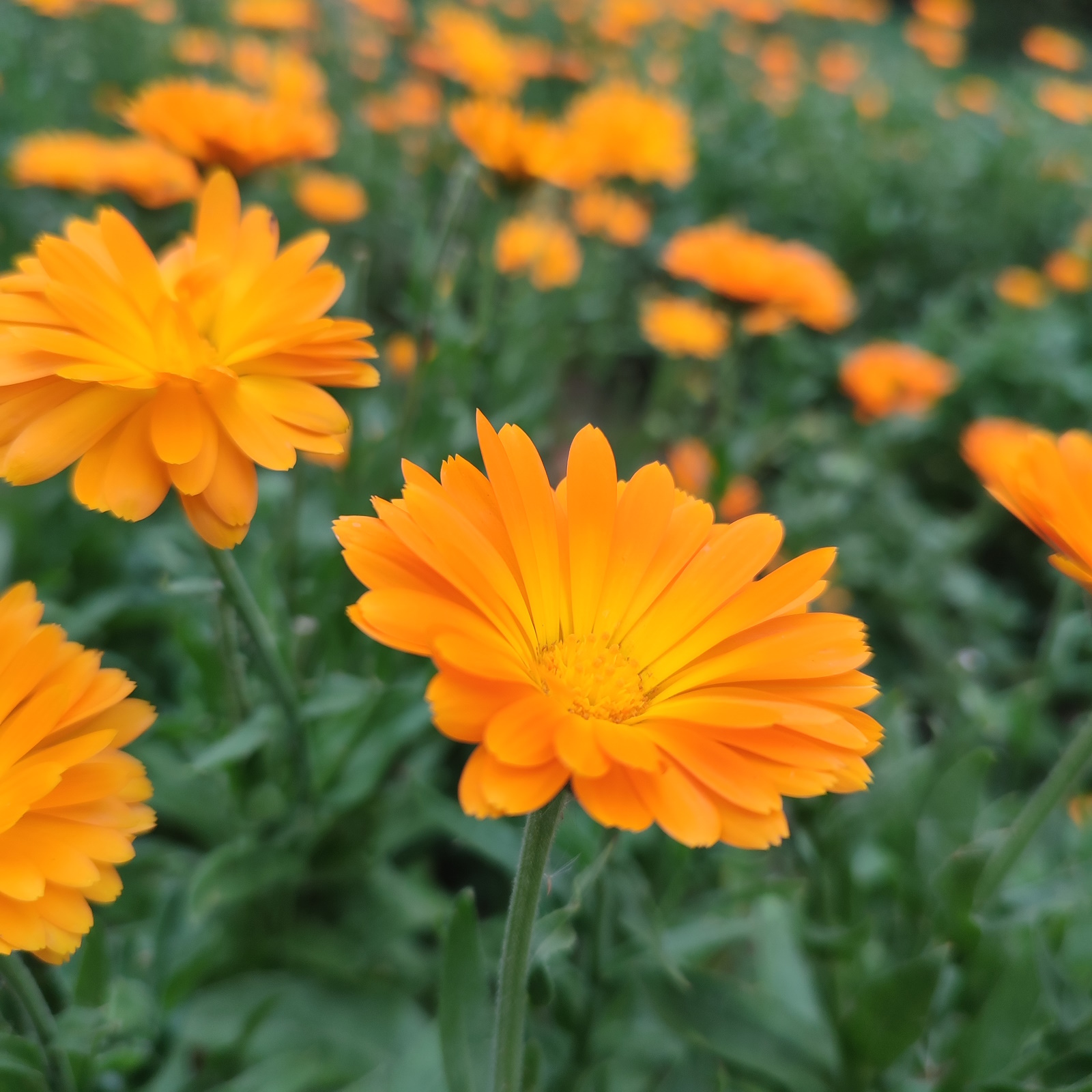 fiore calendula