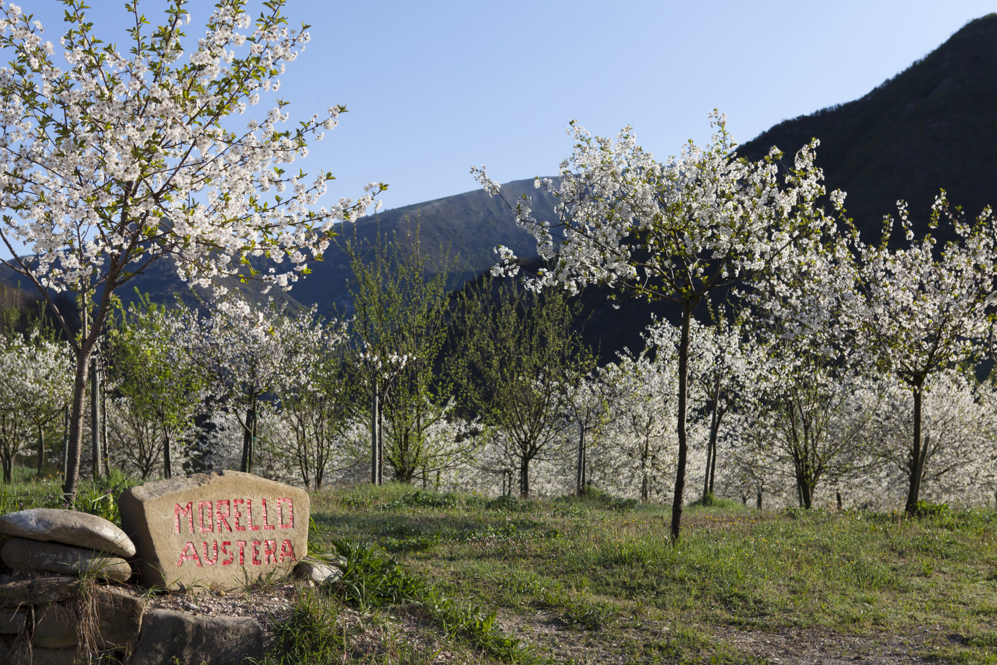 Foto azienda Morello Austera