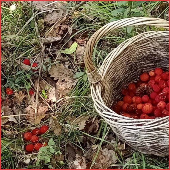 Marmellata di Corbezzolo