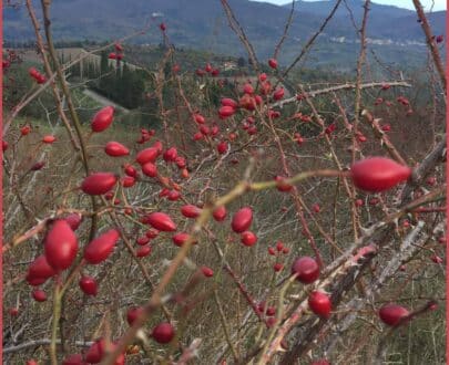 Marmellata di Rosa Canina