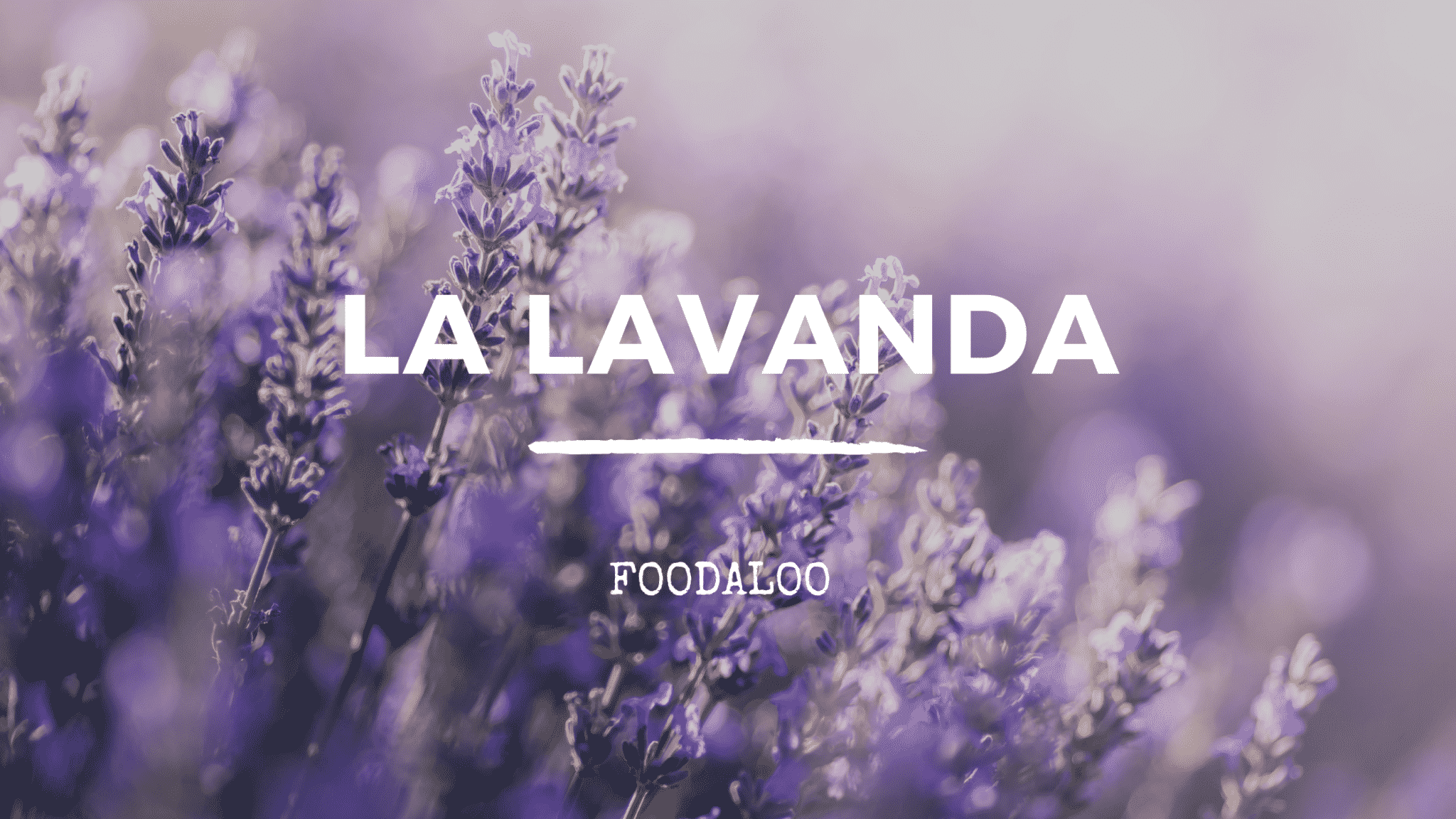 La lavanda, caratteristiche e benefici di questa pianta