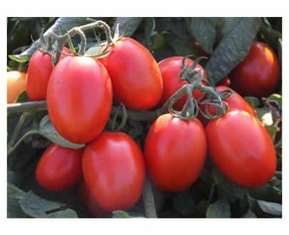 Passata di pomodoro