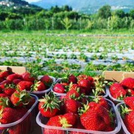 Fragole del Trentino