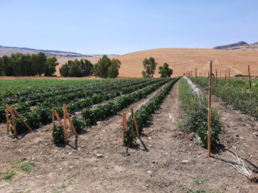 Tenuta Gioia coltivazioni verdure