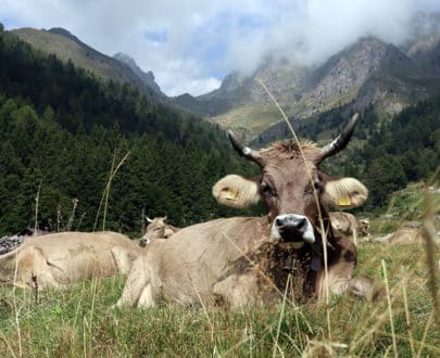 Pascolo in alpeggio Latteria di Branzi