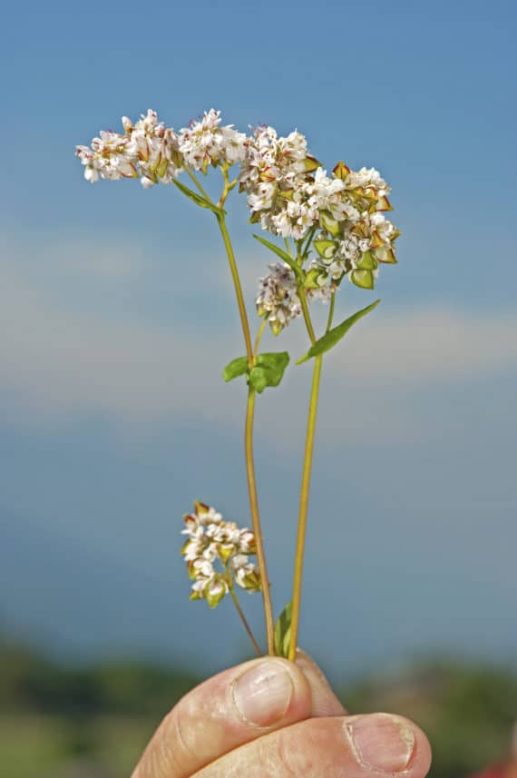 Grano Saraceno Fanchi