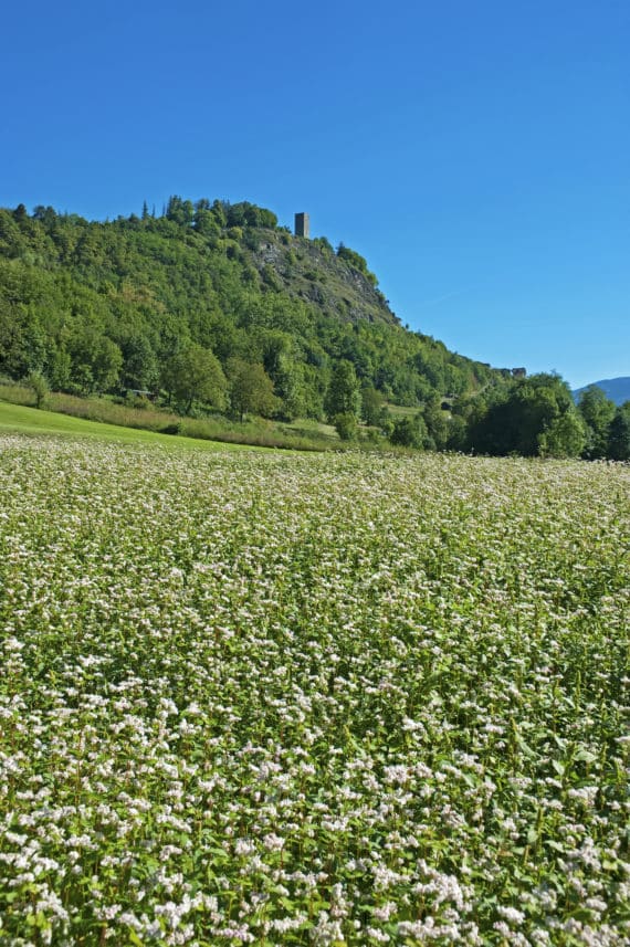 campi grano saraceno Fanchi