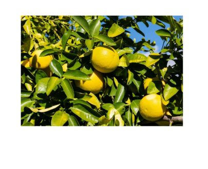 limoni-freschi-di-sicilia-graziano-snc